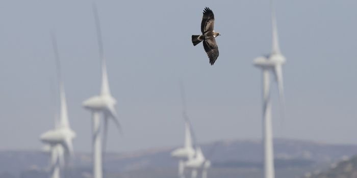 Udane testy systemu chroniącego ptaki przed łopatami turbin wiatrowych