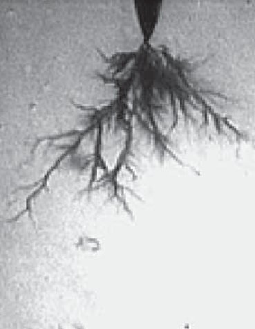 rys 1 przyklad drzewka elektrycznego rozwijajacego sie przy napieciu przemiennym