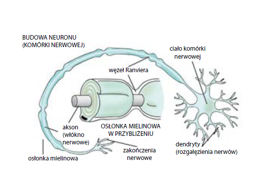Budowa tkanki nerwowej